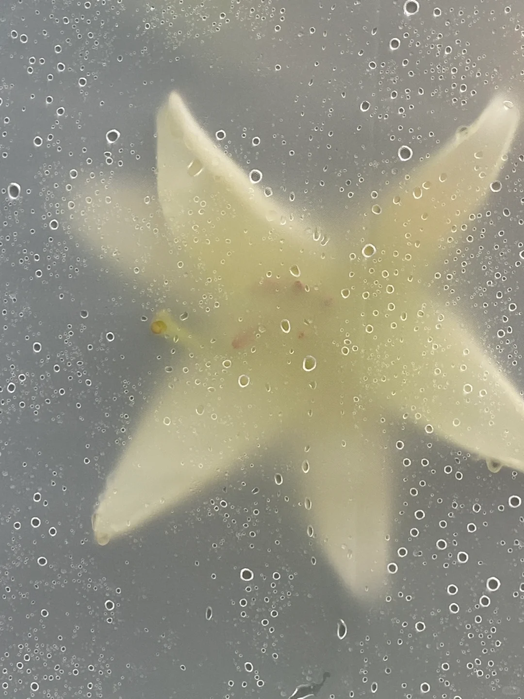 “i人无法拒绝的木质调香水”