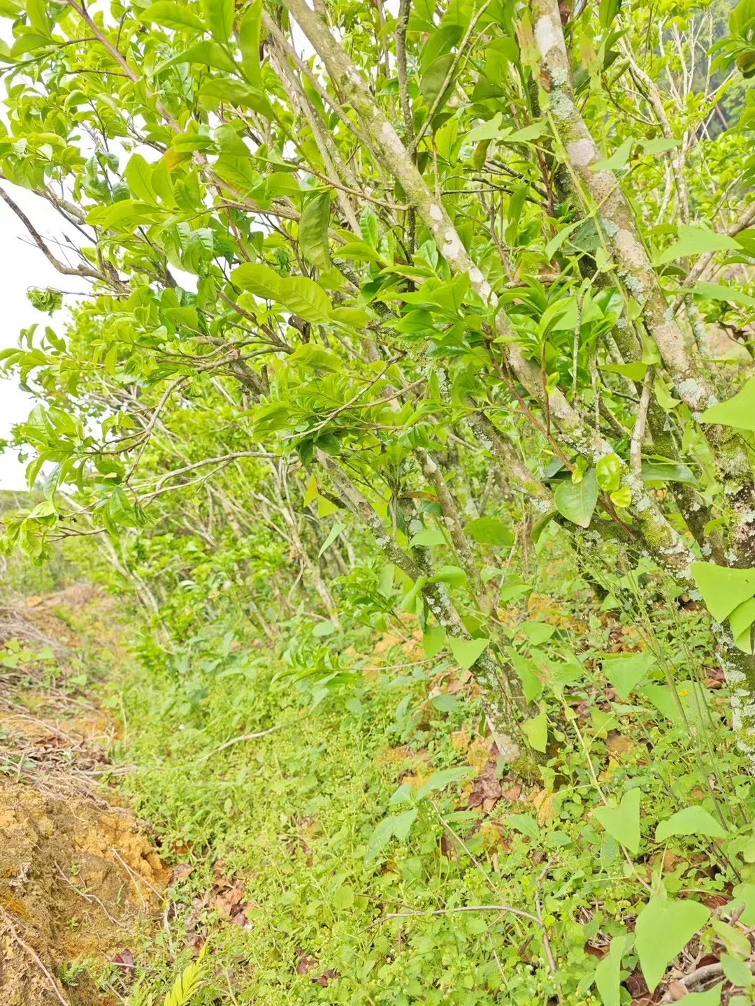 贡香是特色香型，“贡”是“窨”、“冲”之意。