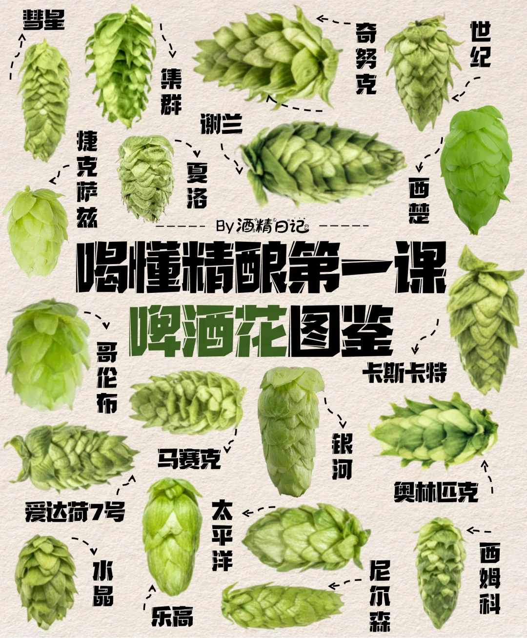 啤酒花图鉴！喝懂精酿第一课