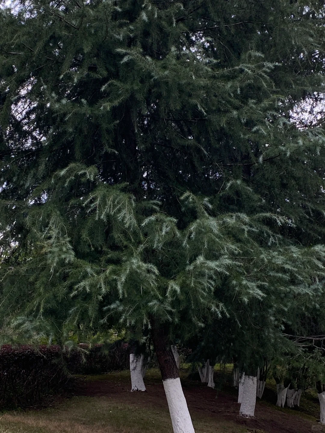 “i人无法拒绝的木质调香水”