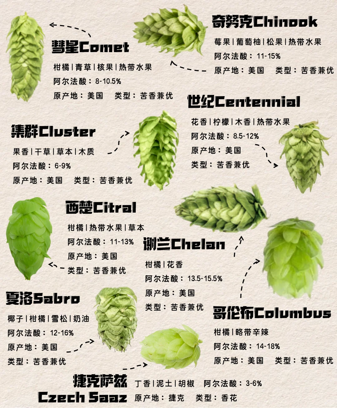 啤酒花图鉴！喝懂精酿第一课