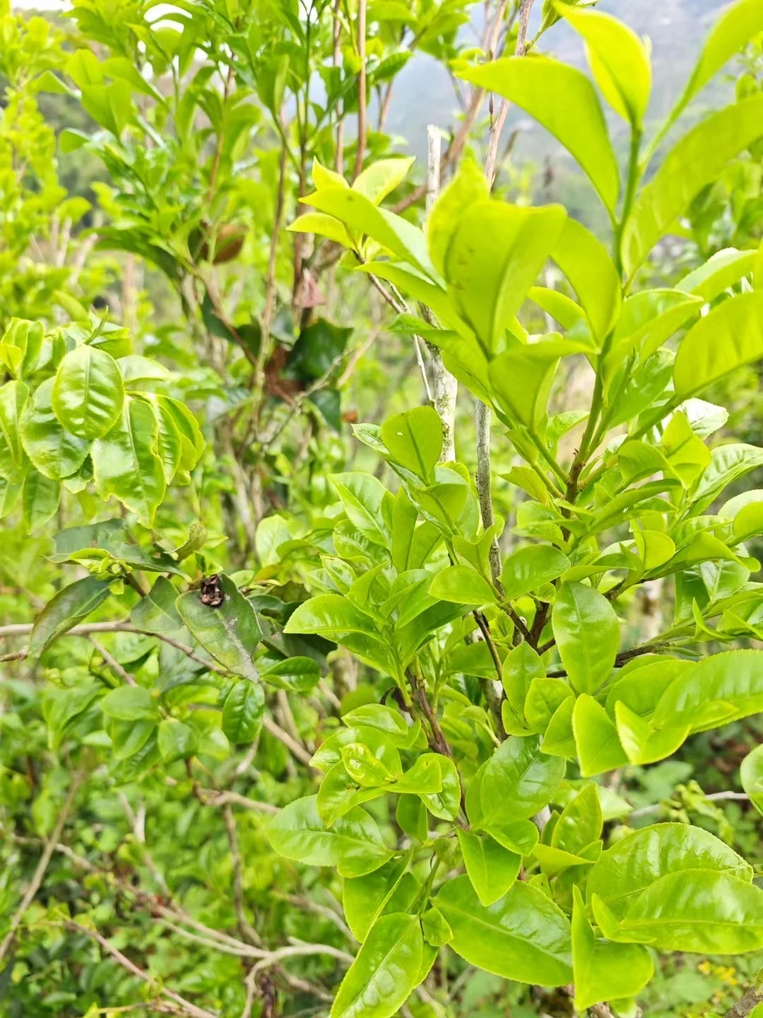 贡香是特色香型，“贡”是“窨”、“冲”之意。