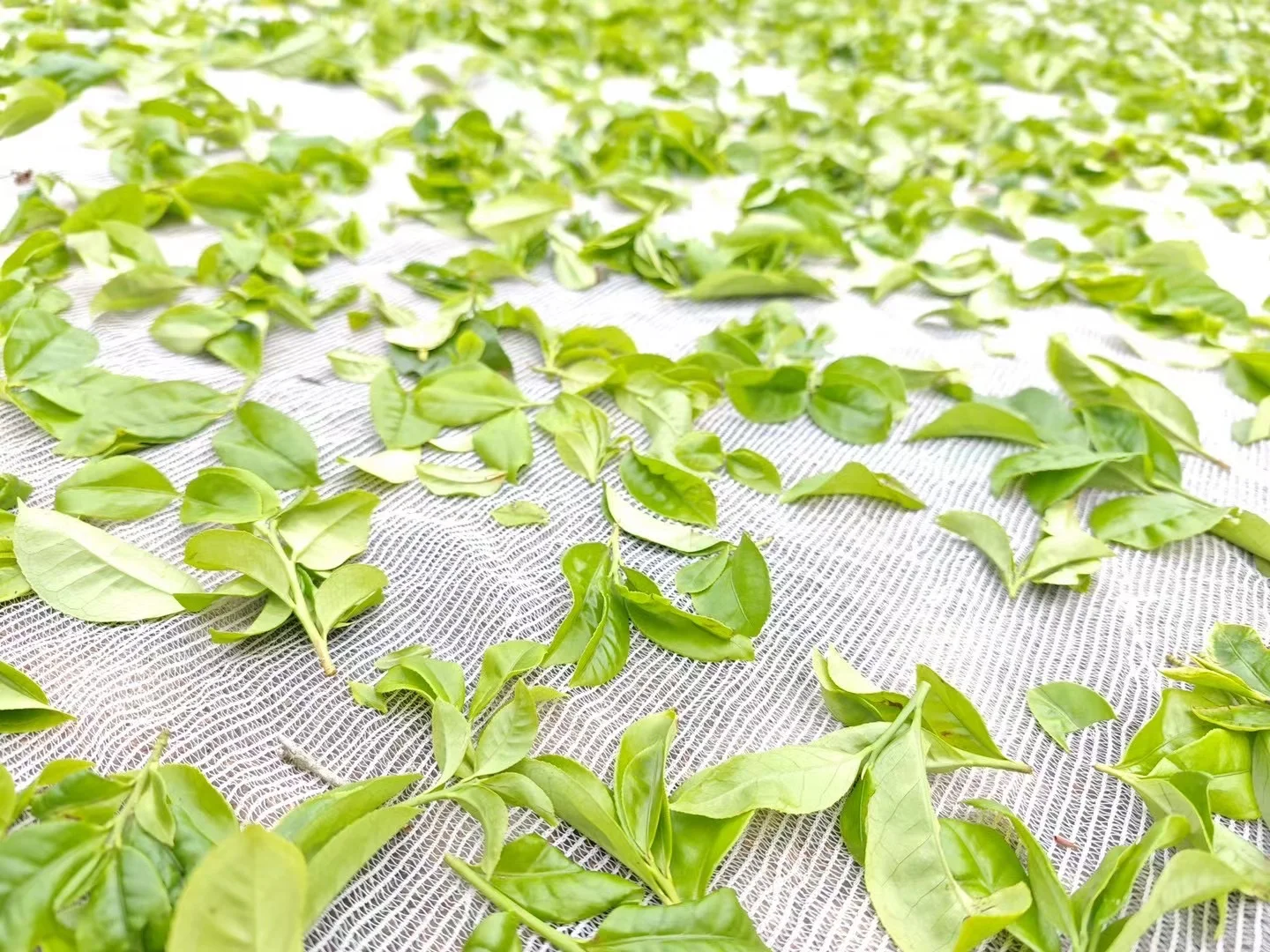 贡香是特色香型，“贡”是“窨”、“冲”之意。