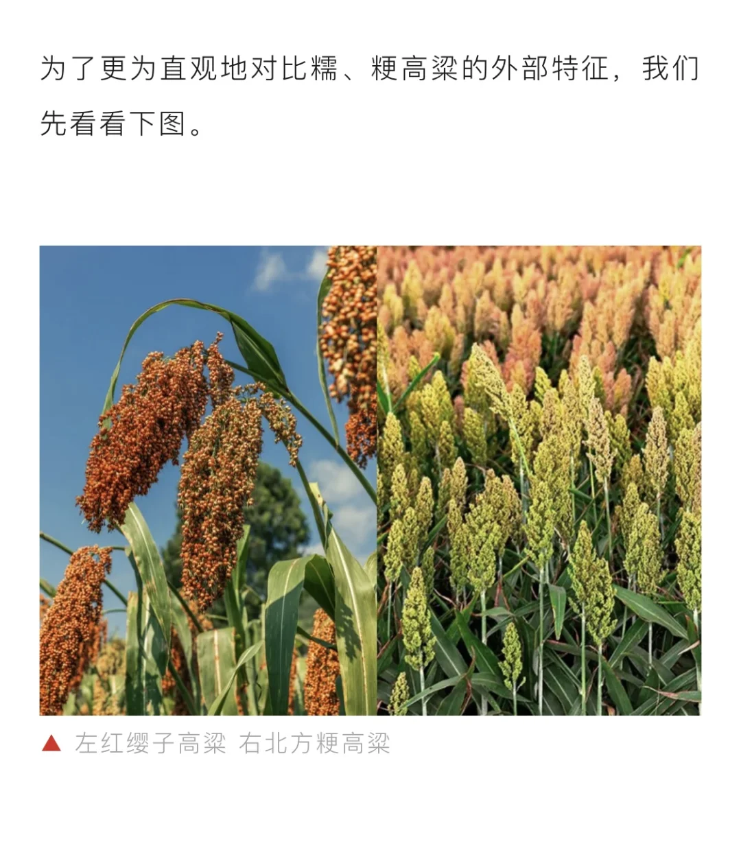 “举头”之间，相差万里：南糯北粳的高粱之