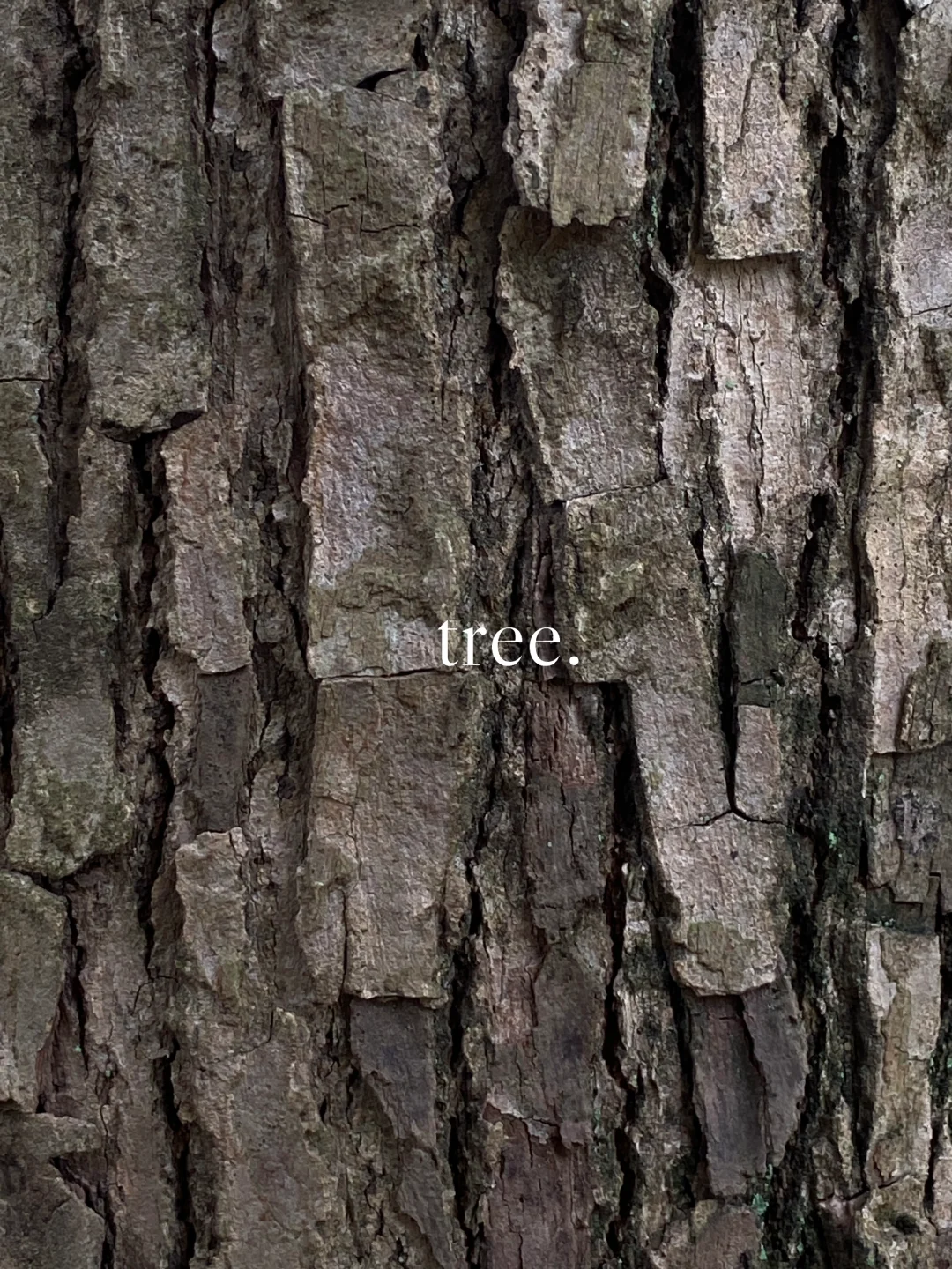 “i人无法拒绝的木质调香水”