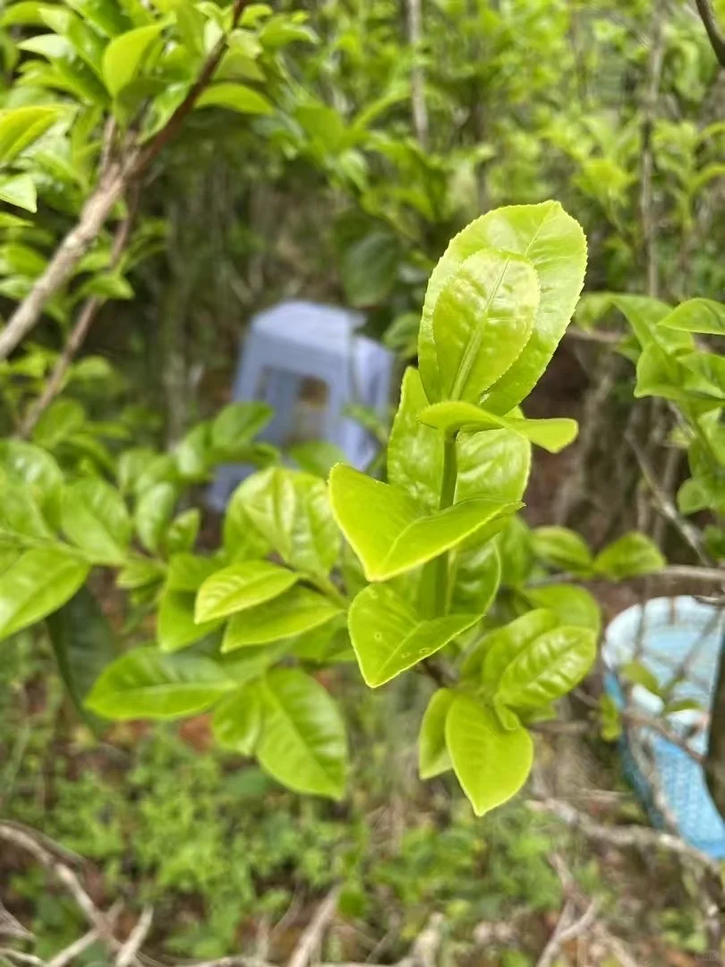 贡香是特色香型，“贡”是“窨”、“冲”之意。