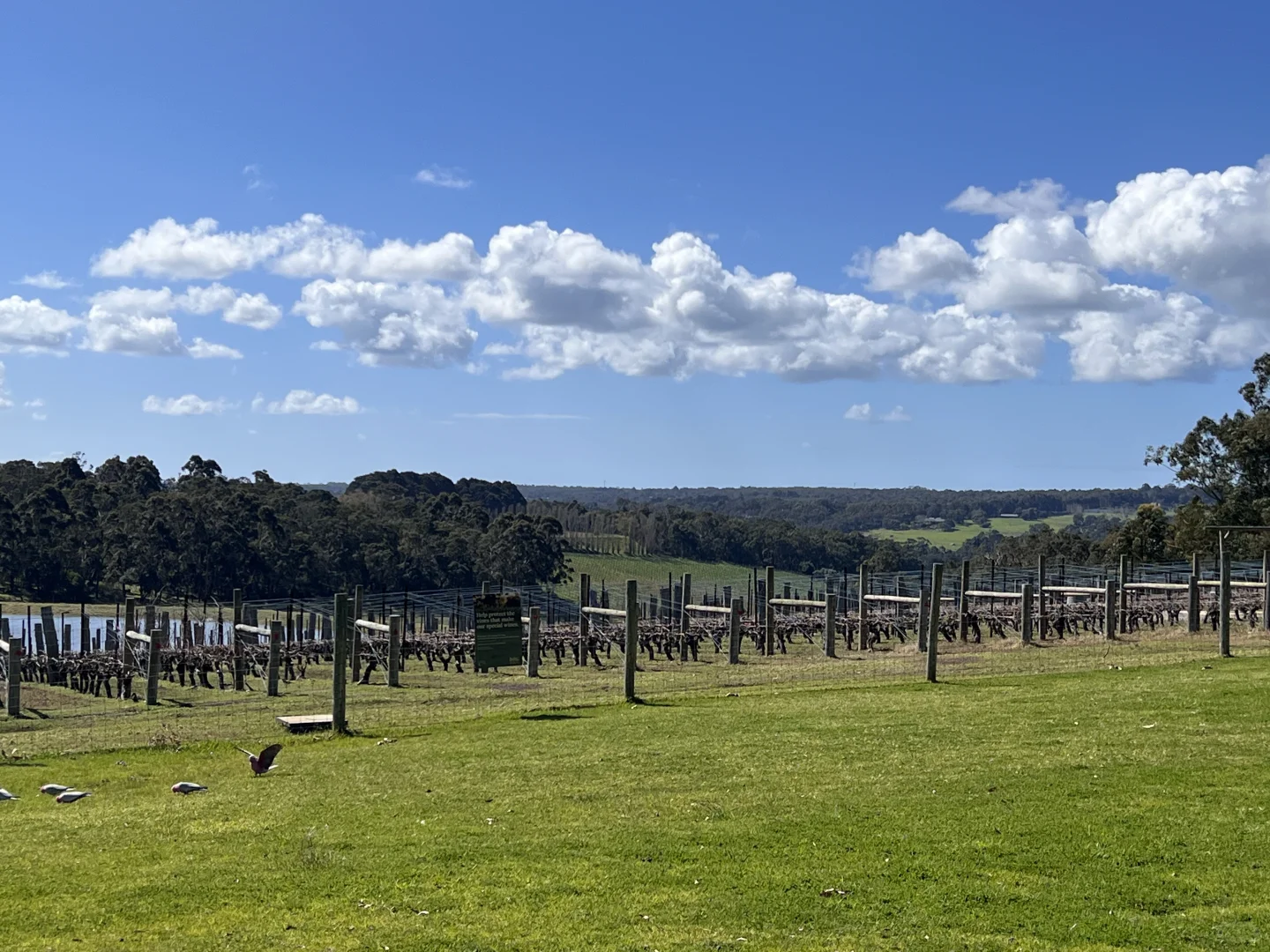 ??｜葡萄酒庄园上的午餐?????