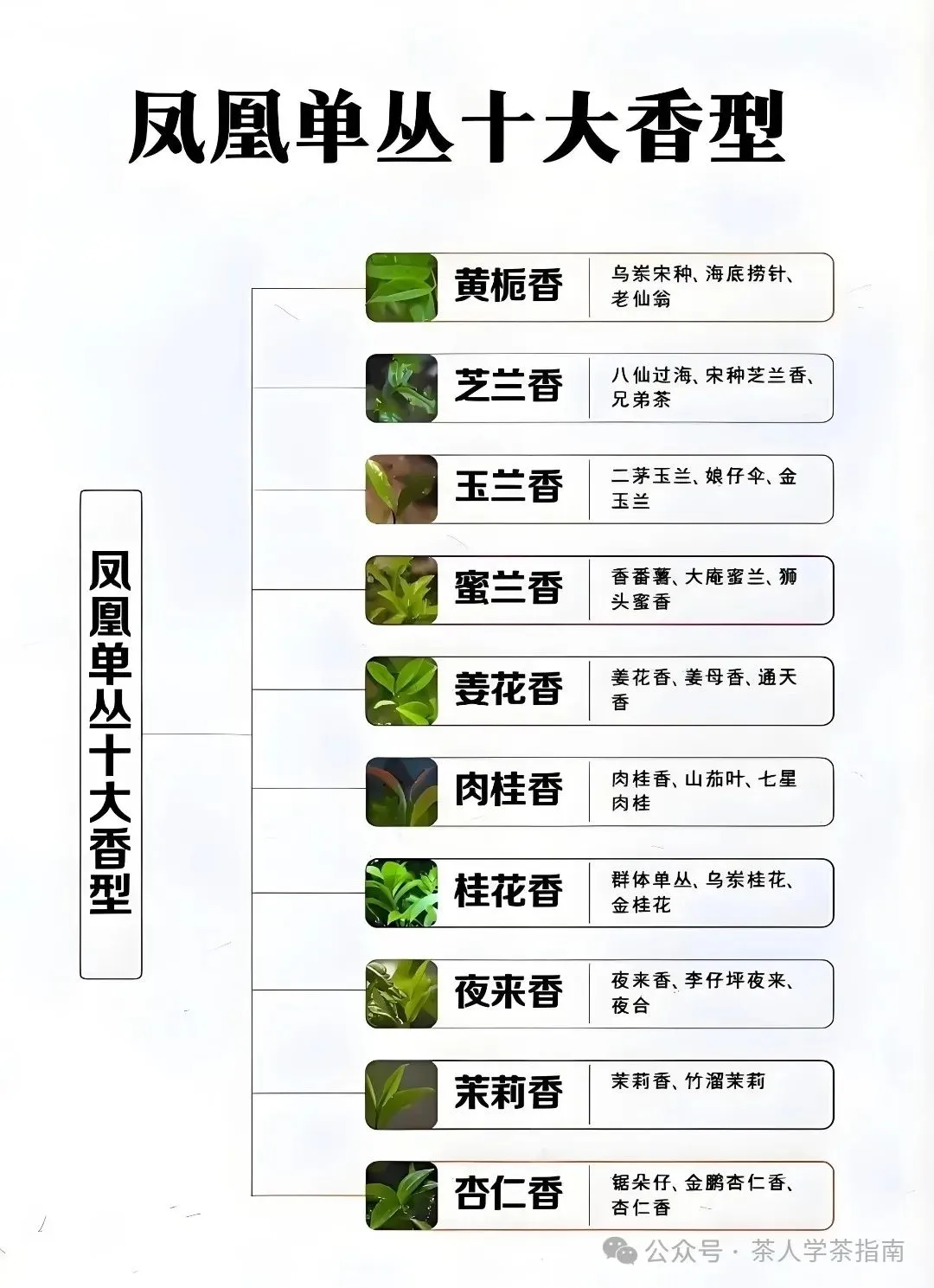 什么是凤凰单丛十大香型？