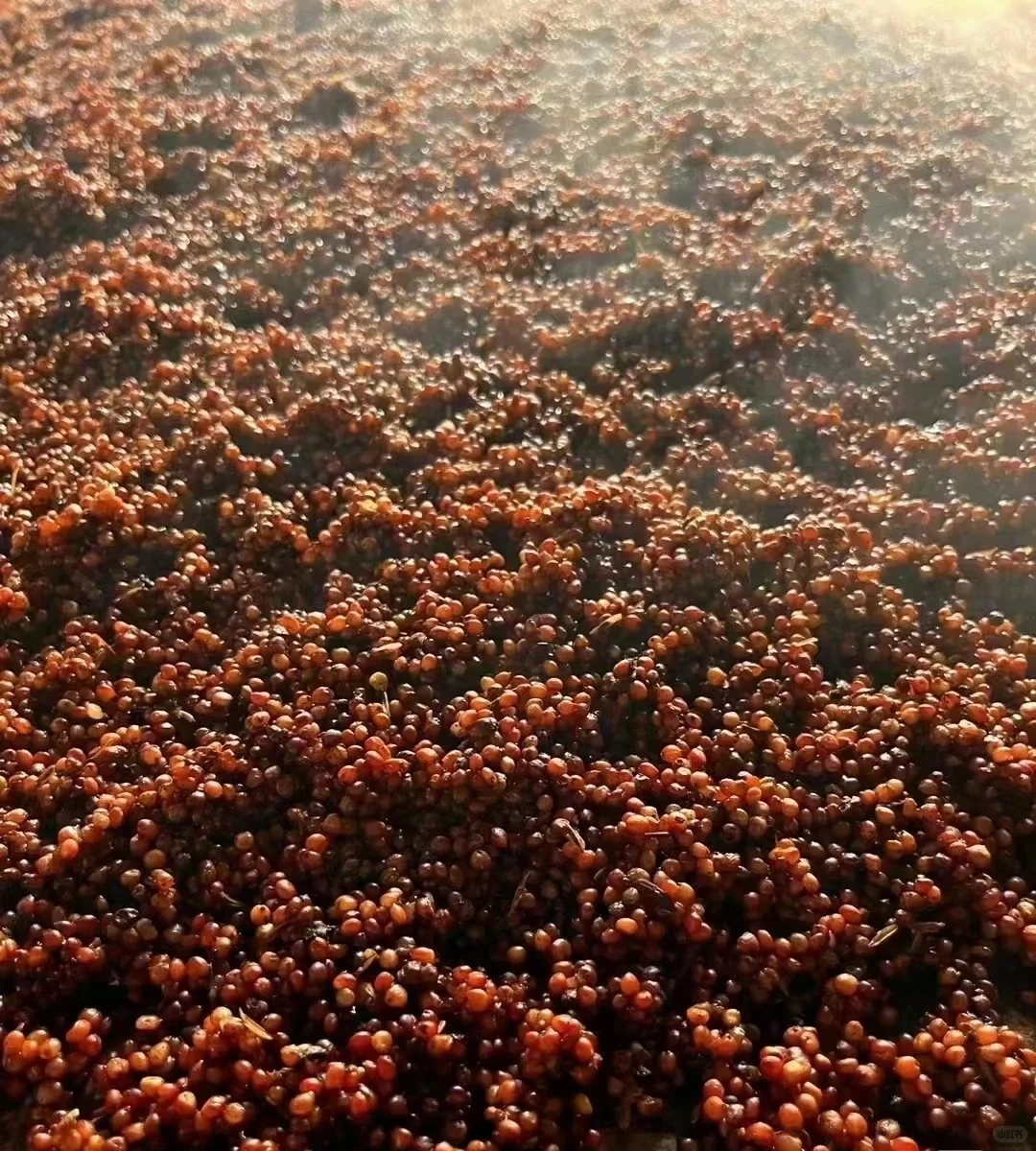 《成就灵魂的酱香酒,当地红樱子糯高粱》