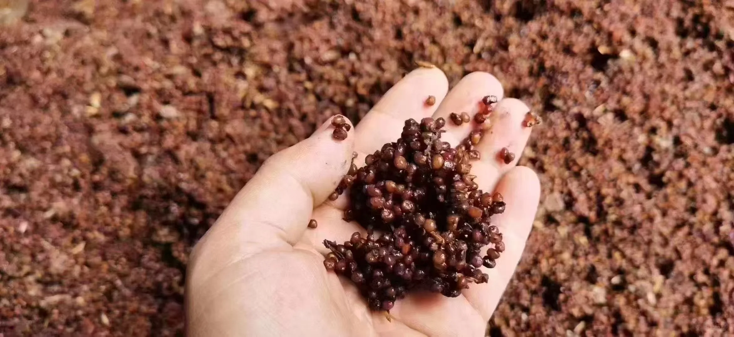 守本心，重品质，一心只做纯粮食酒