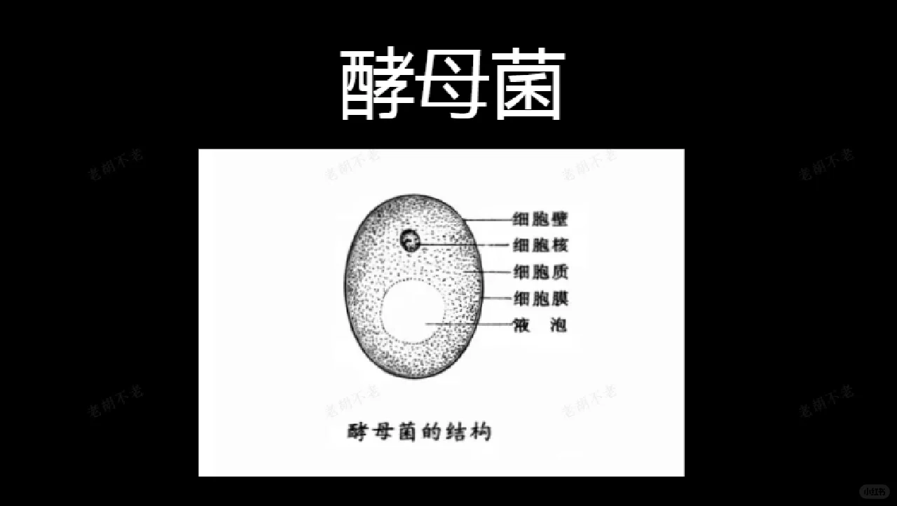 为什么酿酒都离不开酒曲？其作用是什么？