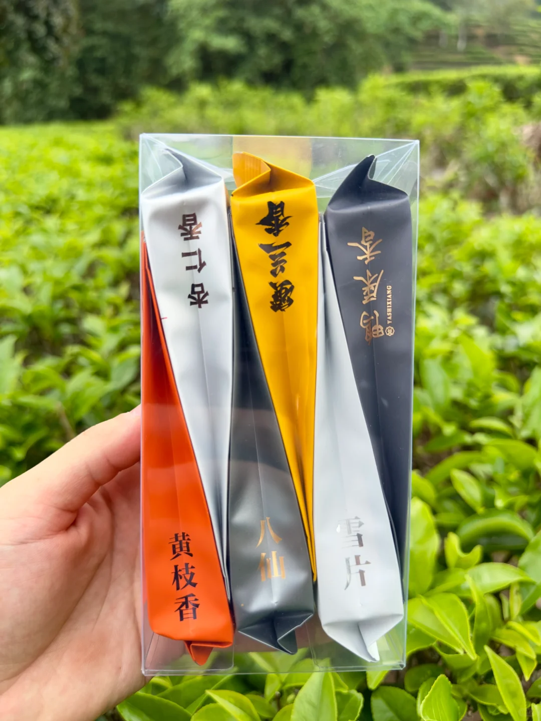 【免费领取】凤凰单丛品鉴装|包含6款高货香型