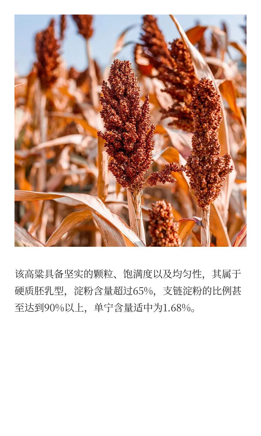 为什么只有茅台镇7.5公里的酱香酒才正宗