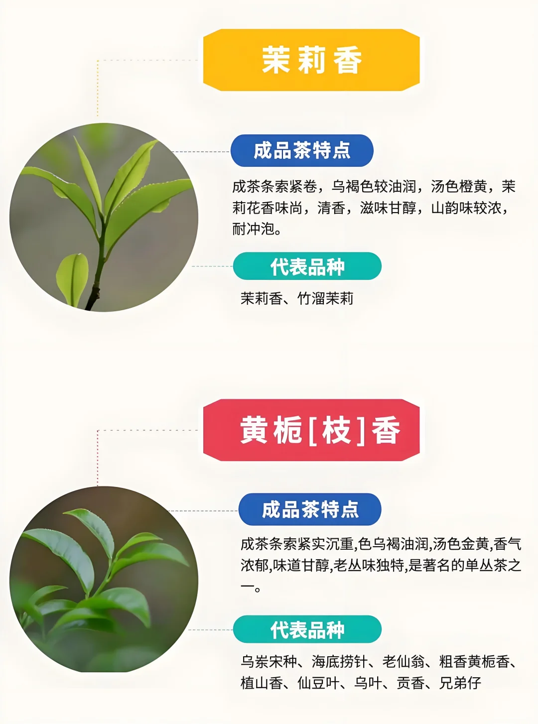 ?6张图带你了解凤凰单枞茶十大香型➕