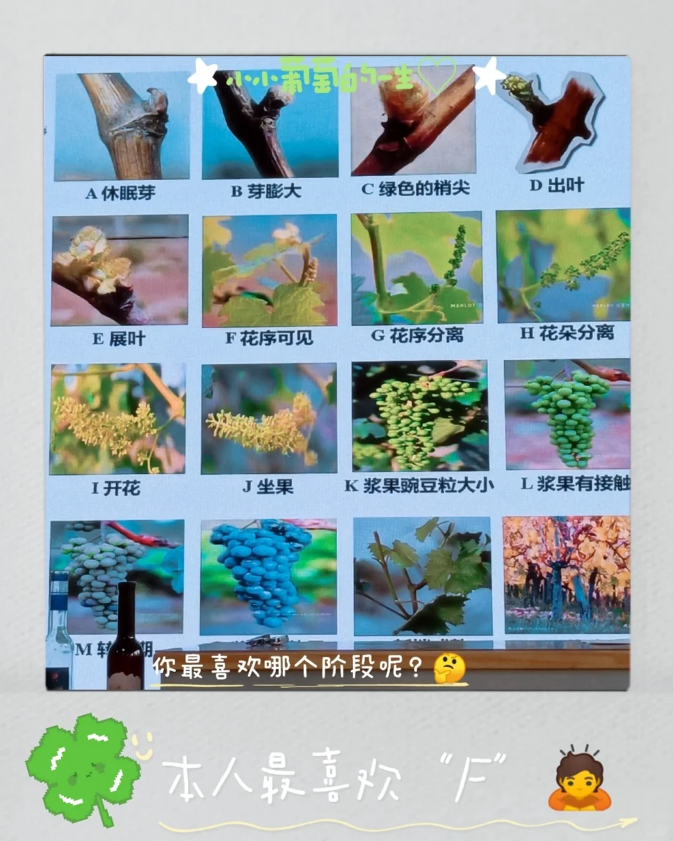 西北农林科技大学学习葡萄酒的生活碎片?