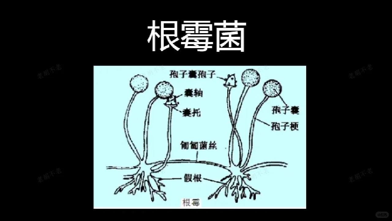 为什么酿酒都离不开酒曲？其作用是什么？