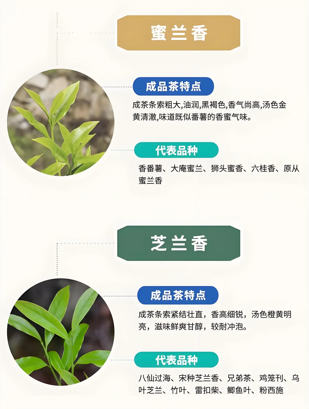 ?6张图带你了解凤凰单枞茶十大香型➕