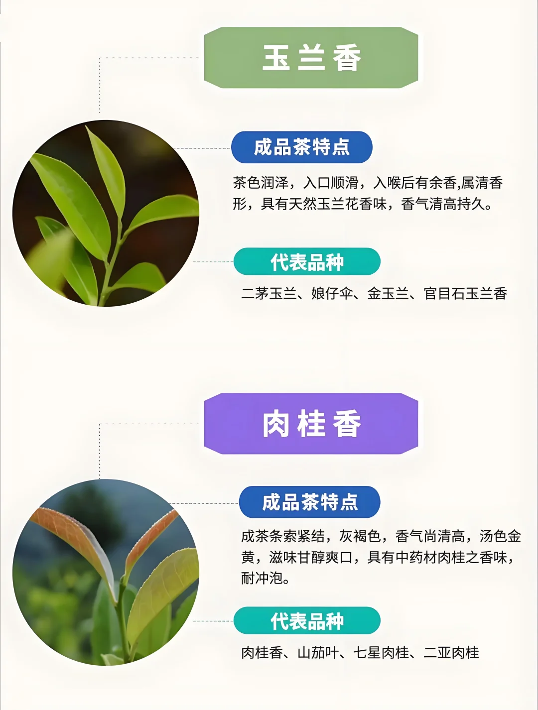 ?6张图带你了解凤凰单枞茶十大香型➕