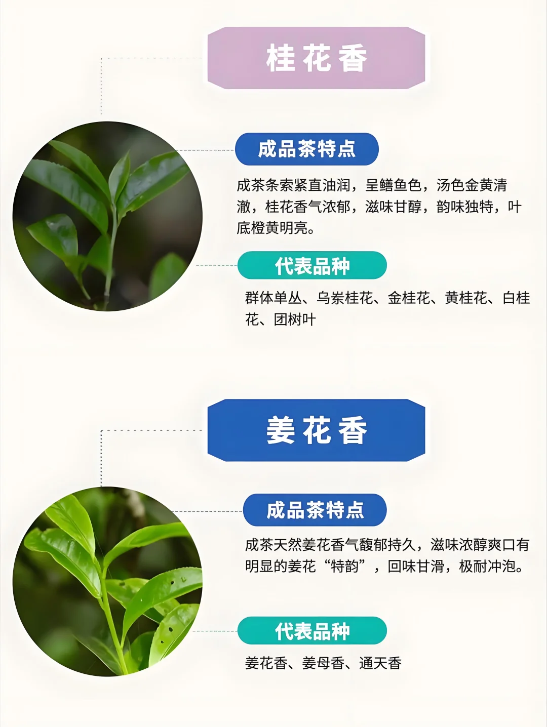 ?6张图带你了解凤凰单枞茶十大香型➕