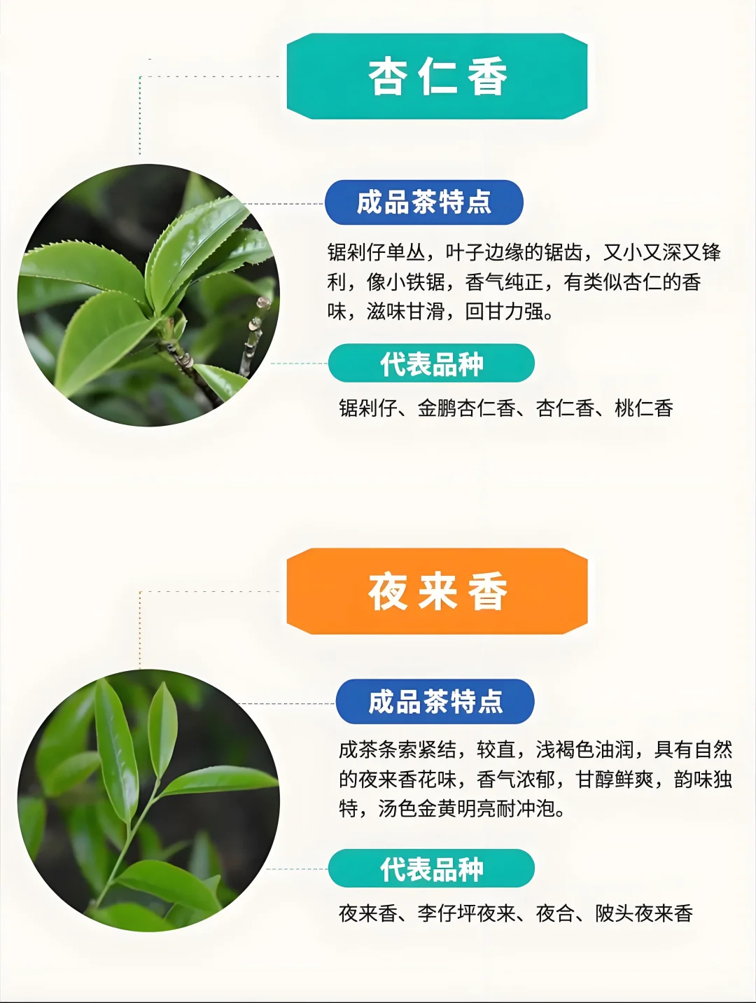 ?6张图带你了解凤凰单枞茶十大香型➕