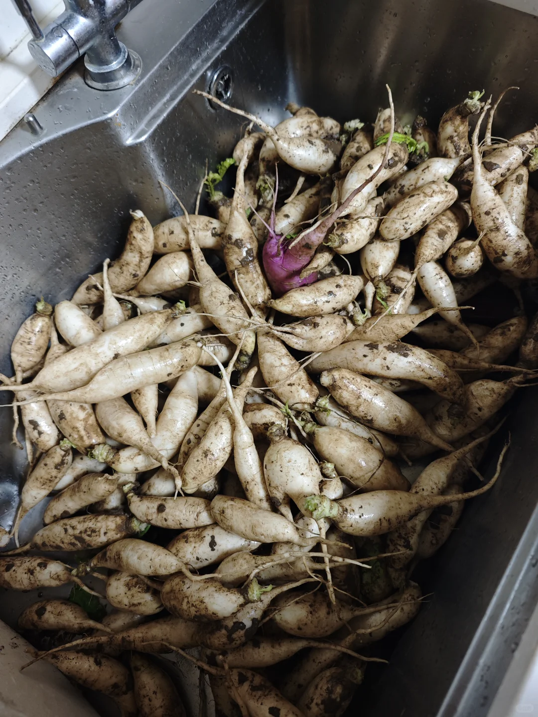 消耗小萝卜第三天,腌泡萝卜