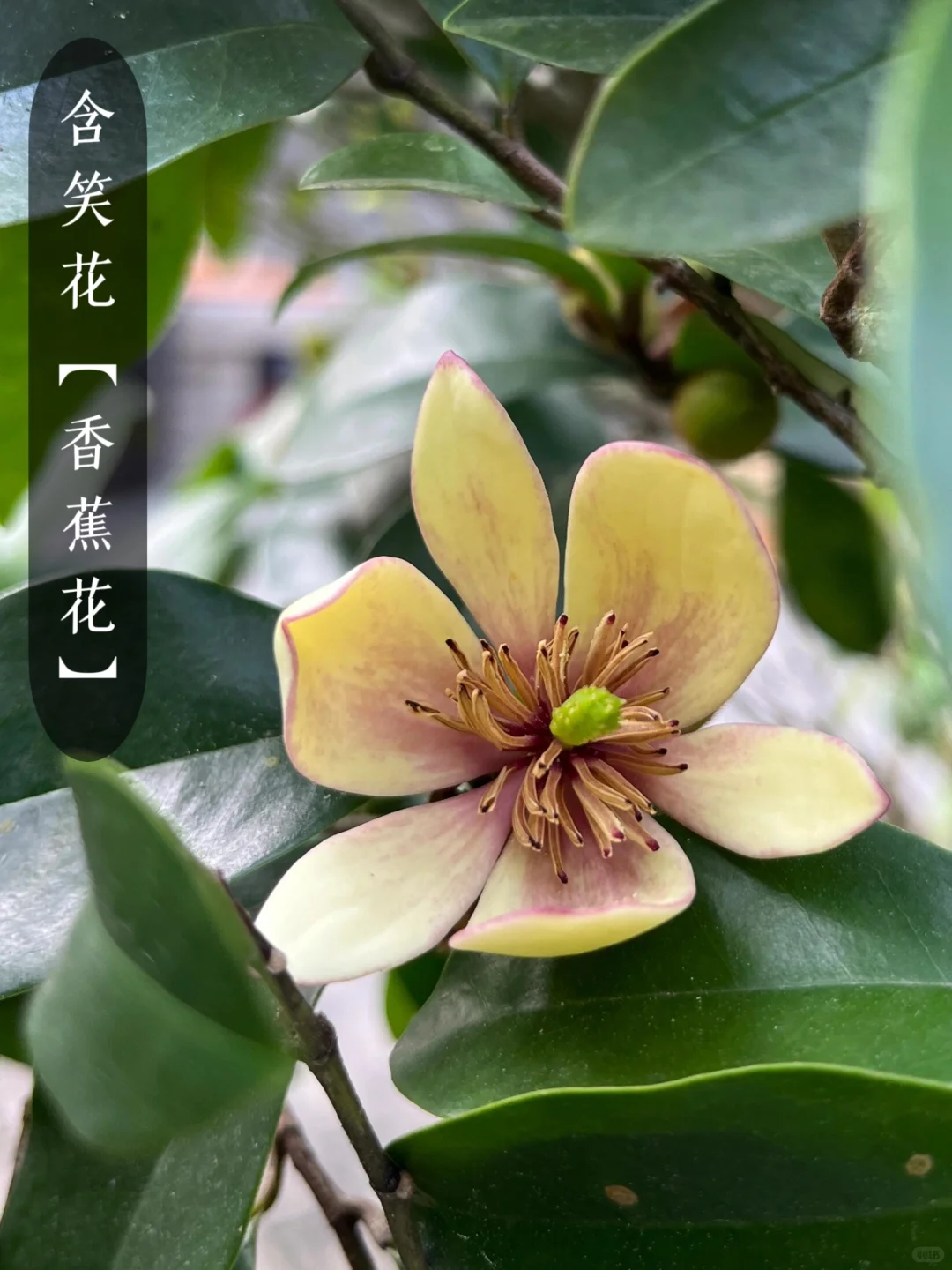 花香科普|大自然的香水花都有哪些?