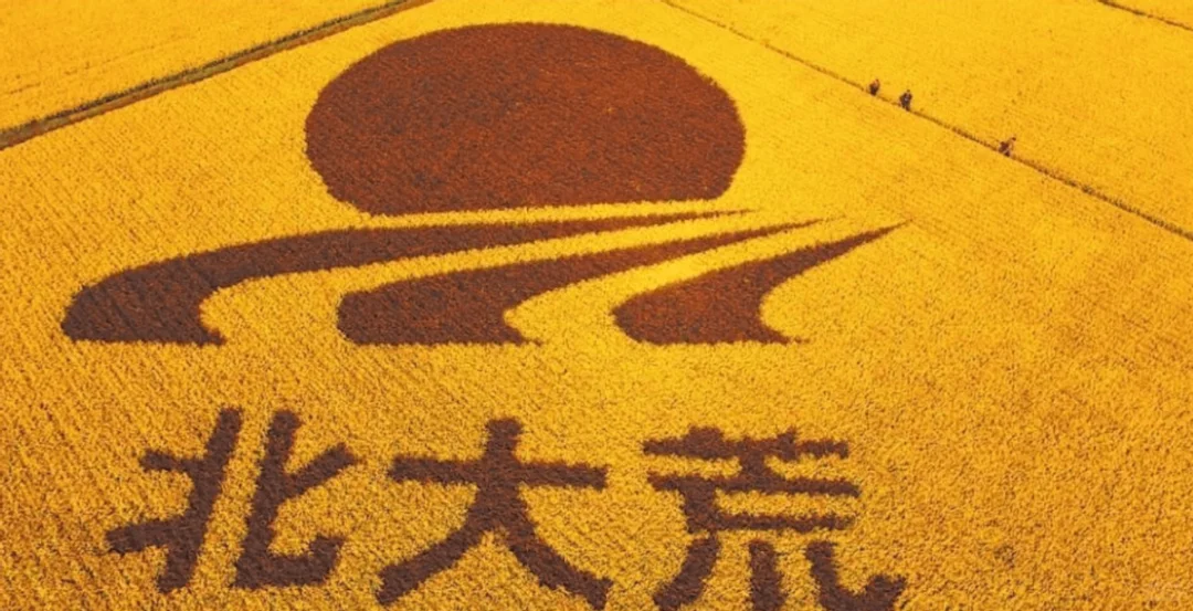 醇厚甘甜，清爽甘润【北茶纯粮白酒】