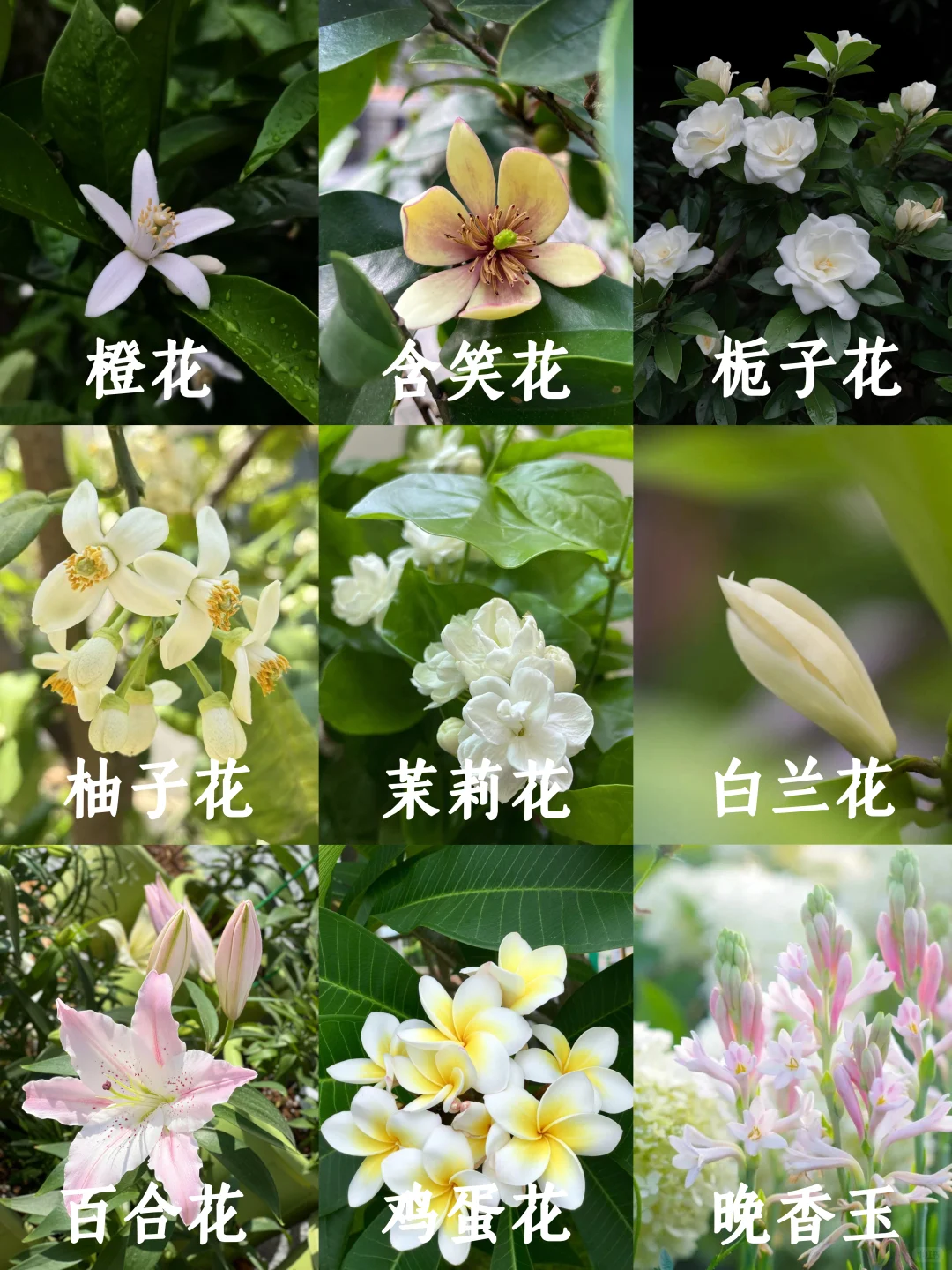 花香科普|大自然的香水花都有哪些?