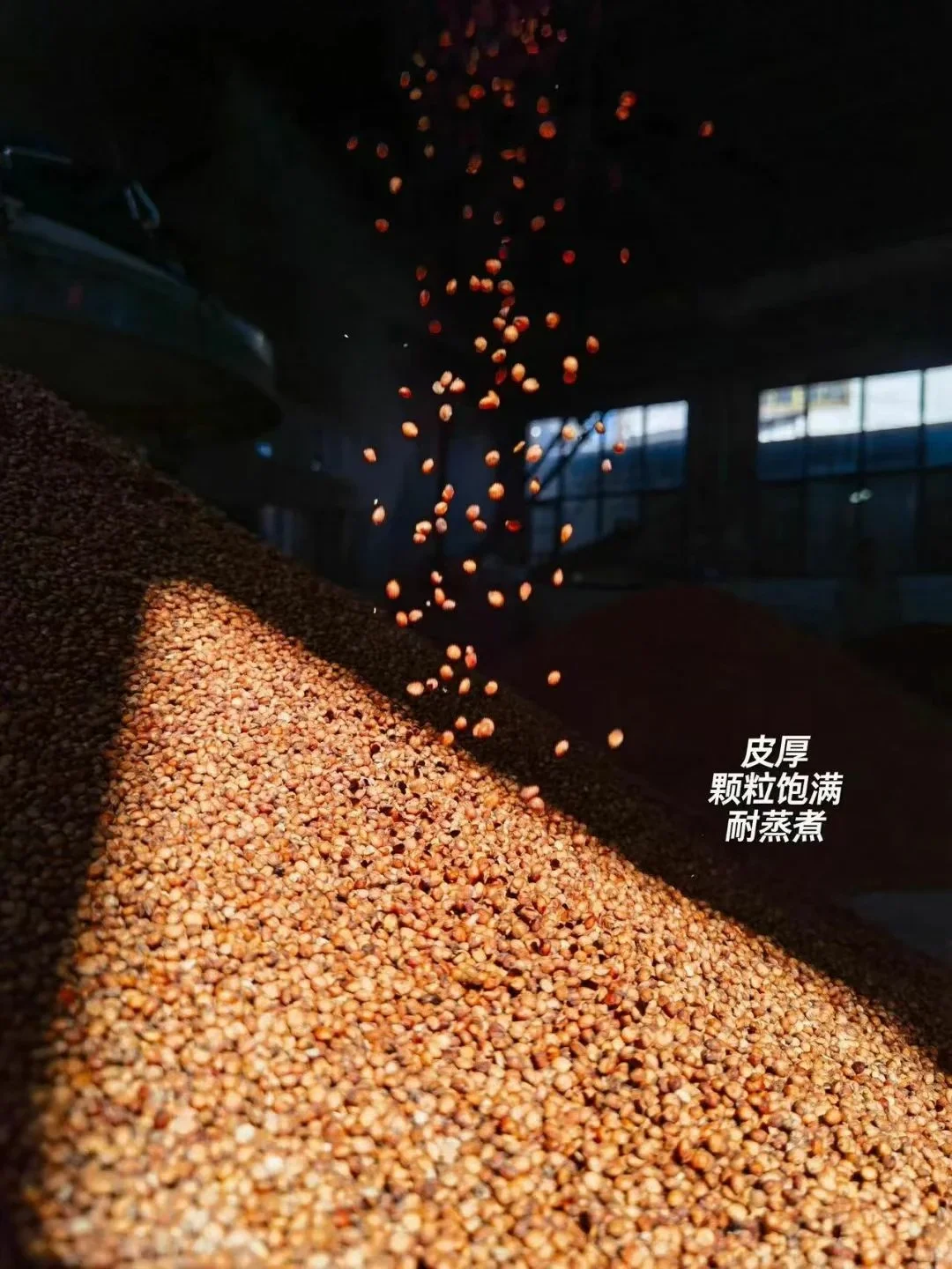 酱酒之魂——红缨子糯高粱