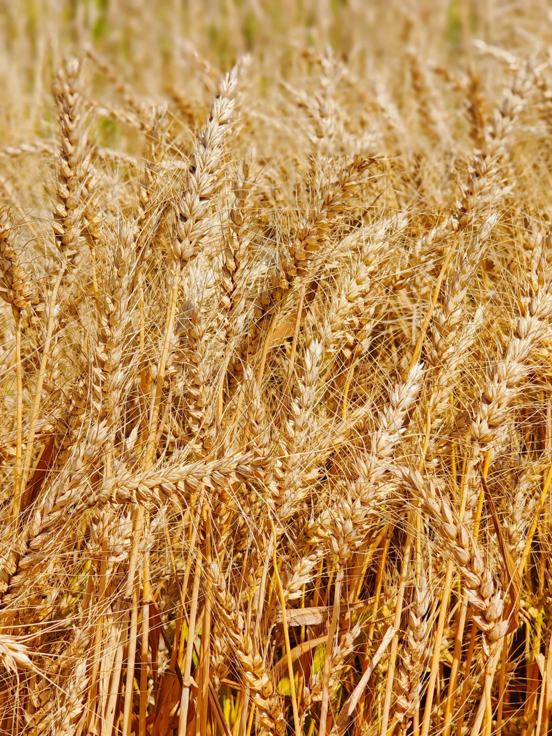 高粱红了，麦子熟了