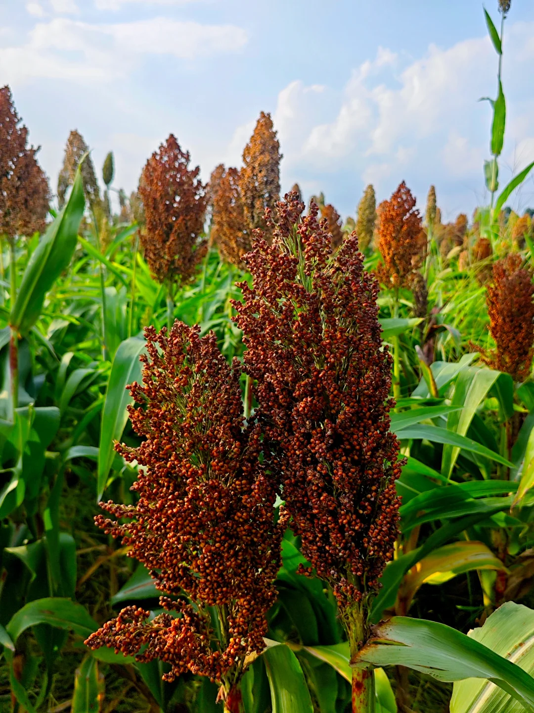 高粱红了，麦子熟了