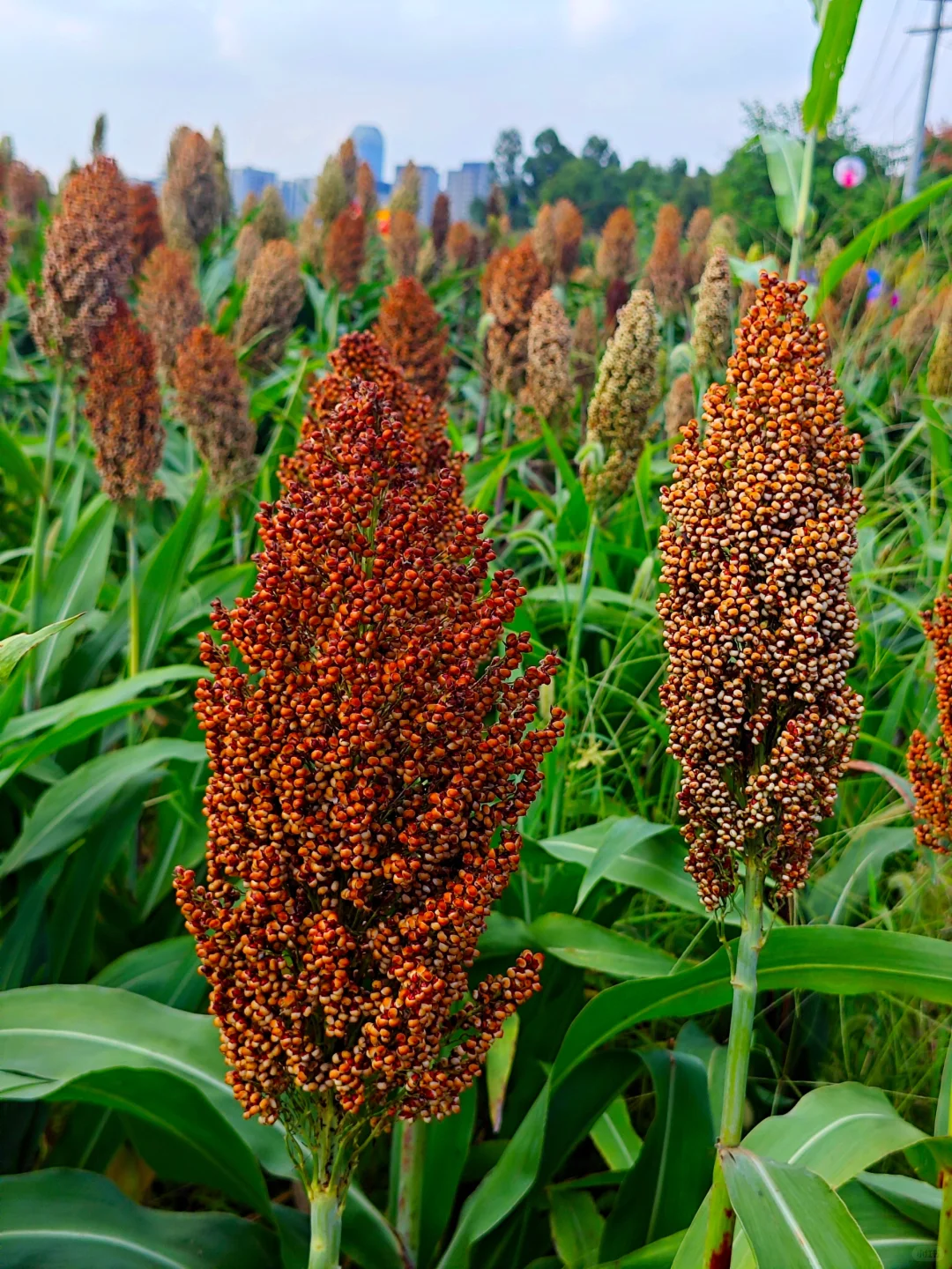 高粱红了，麦子熟了