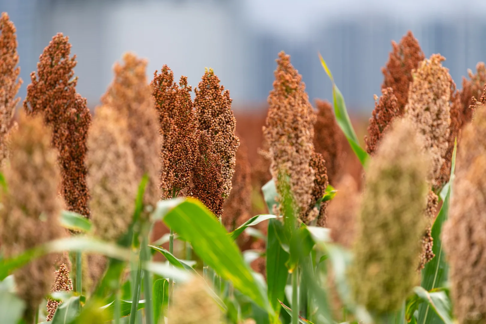 家乡何庄的红高粱熟了