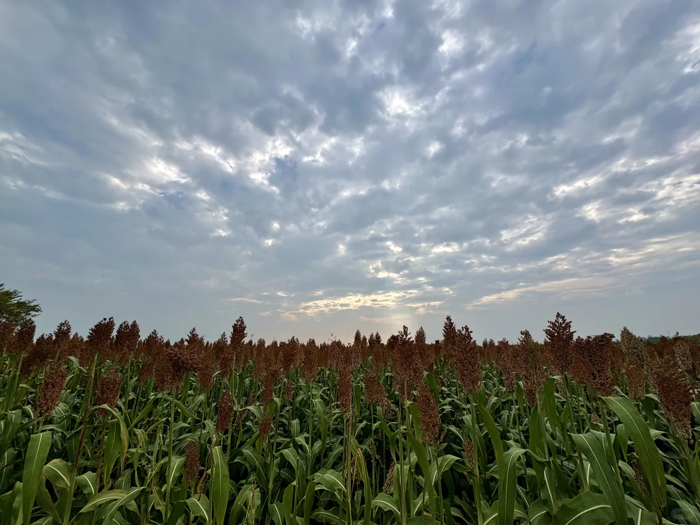家乡何庄的红高粱熟了