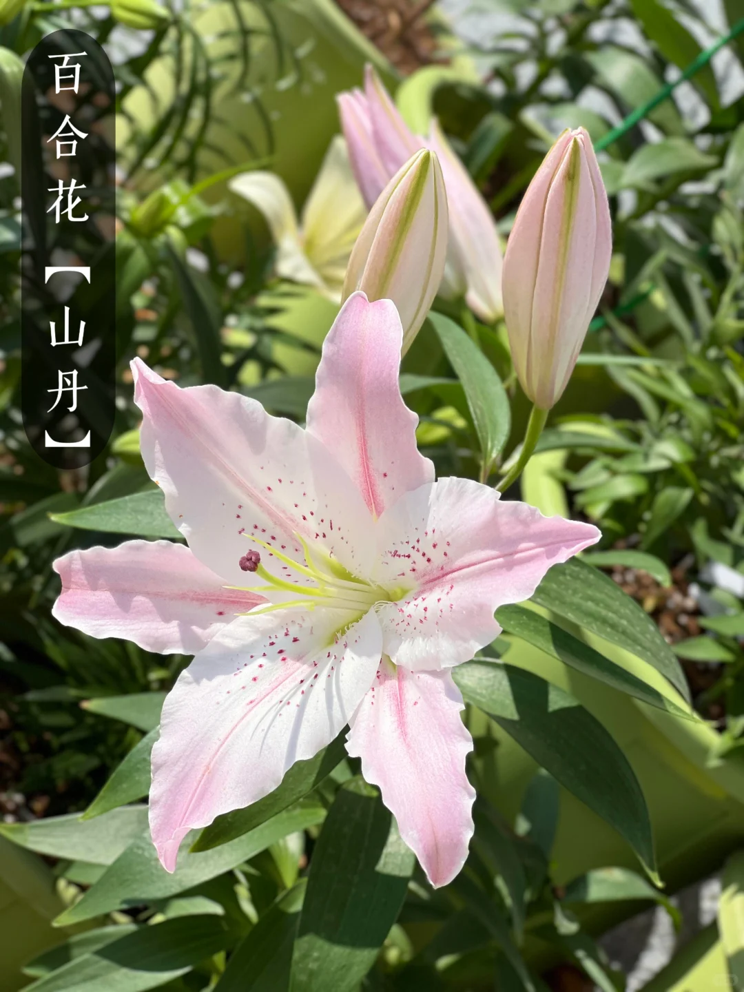 花香科普|大自然的香水花都有哪些?