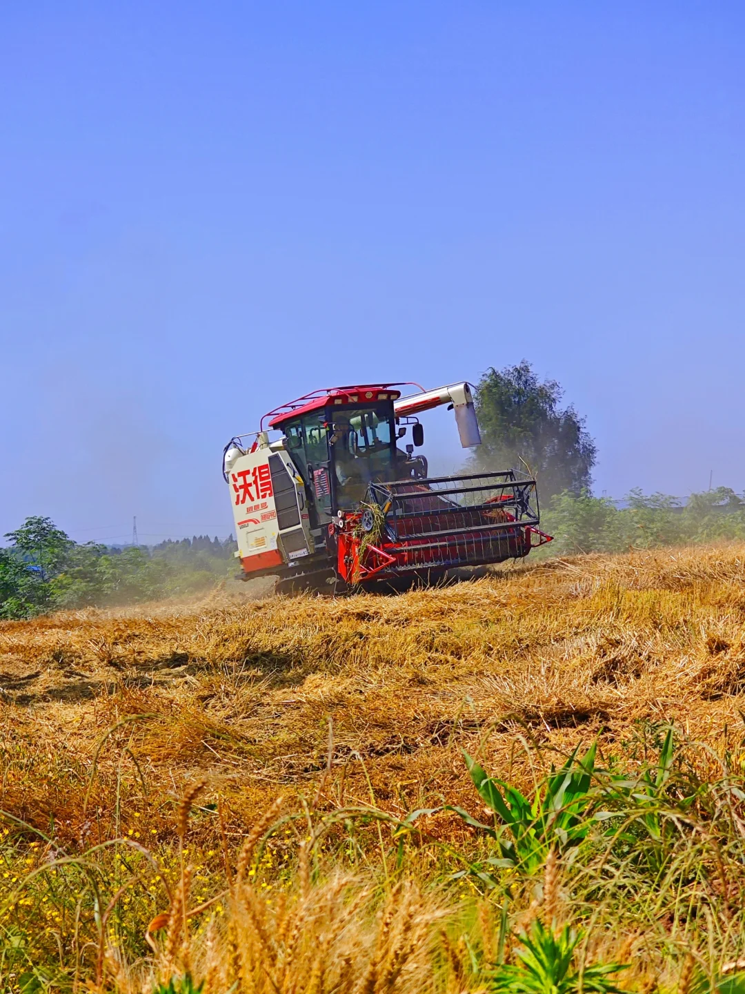 高粱红了，麦子熟了