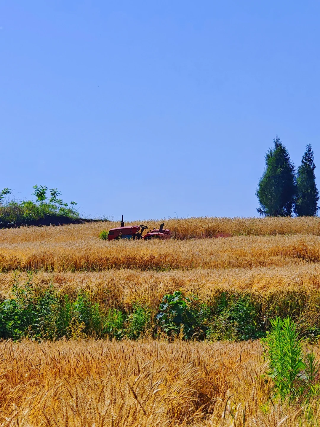 高粱红了，麦子熟了