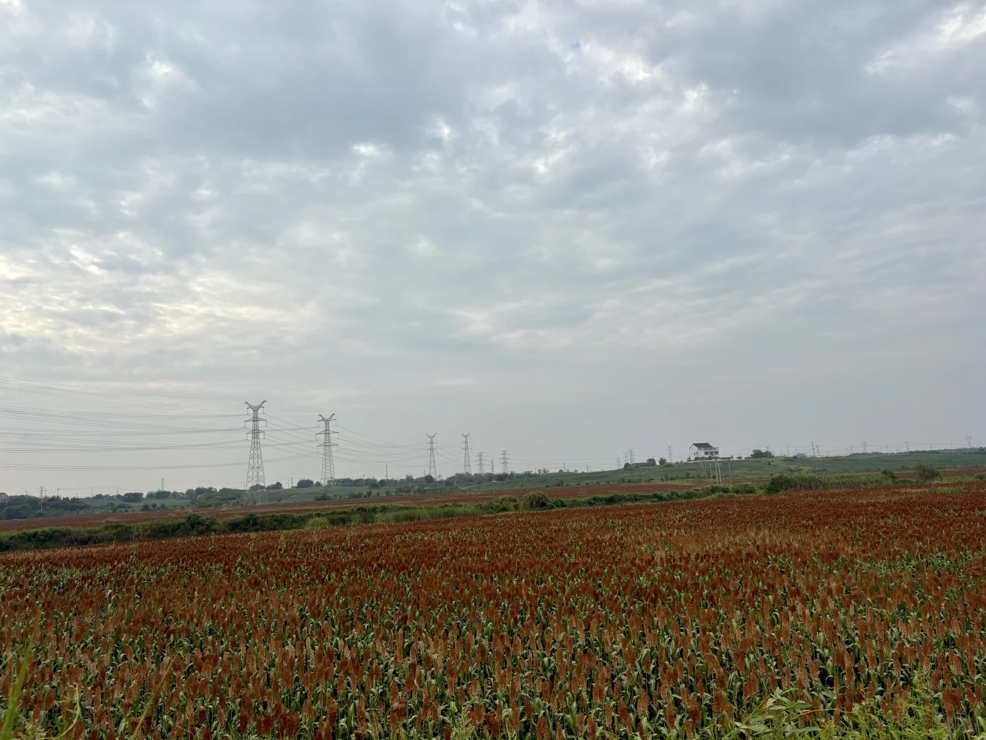 家乡何庄的红高粱熟了