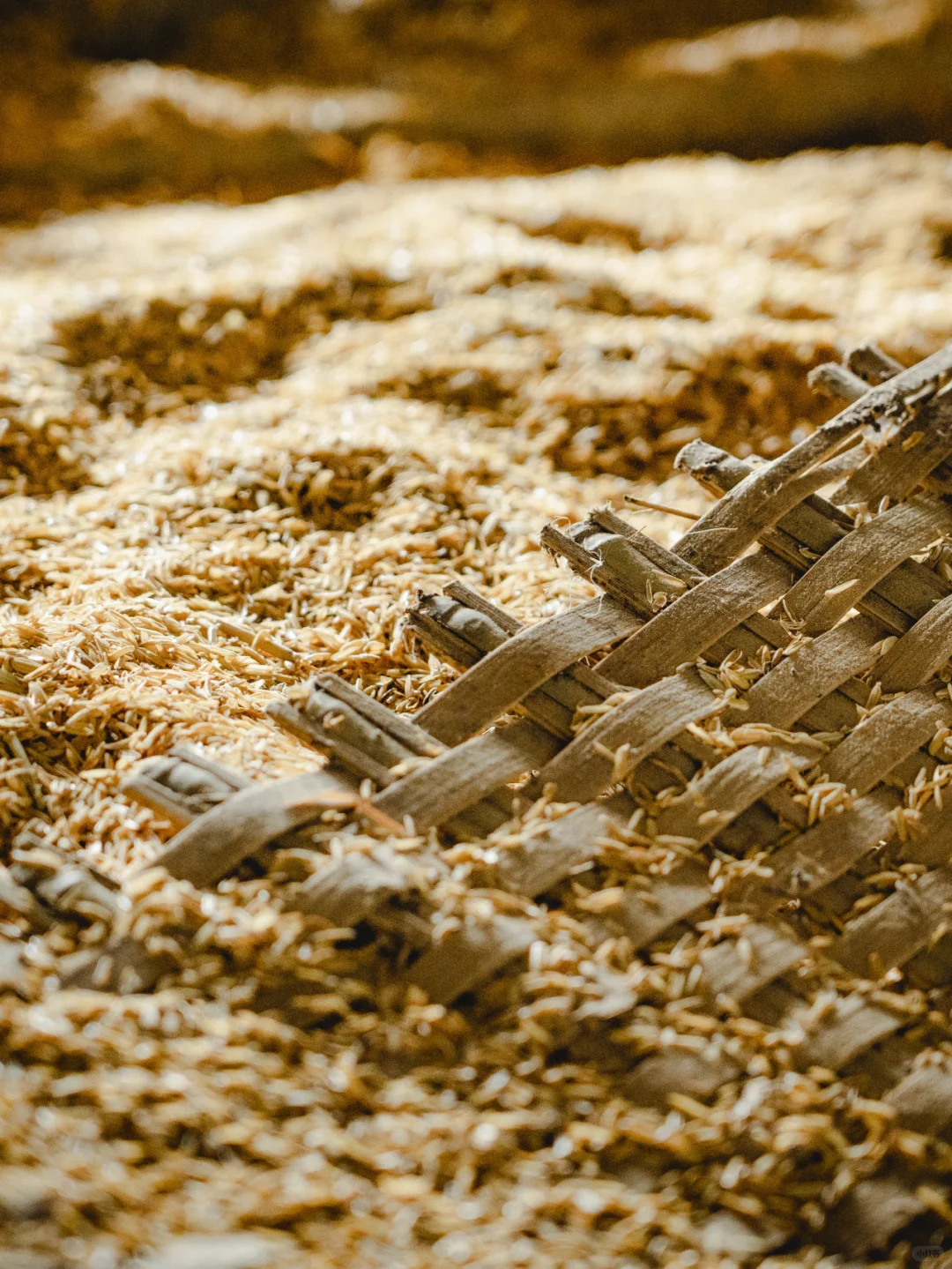 酱香型白酒的“灵魂”——大曲！