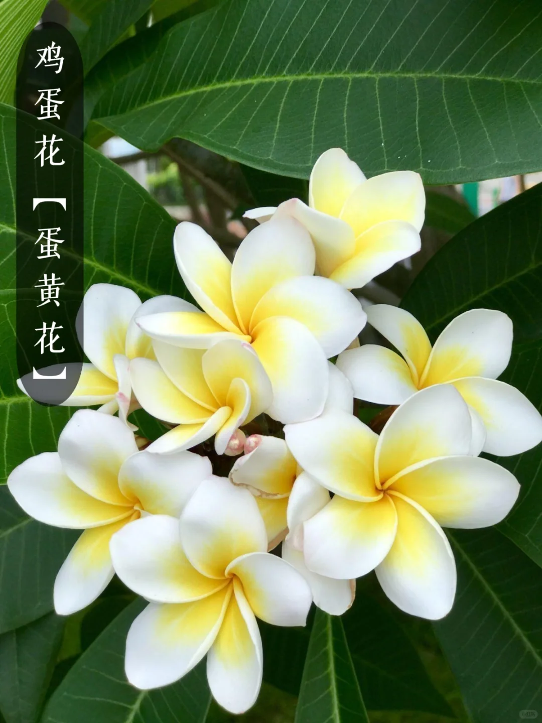 花香科普|大自然的香水花都有哪些?