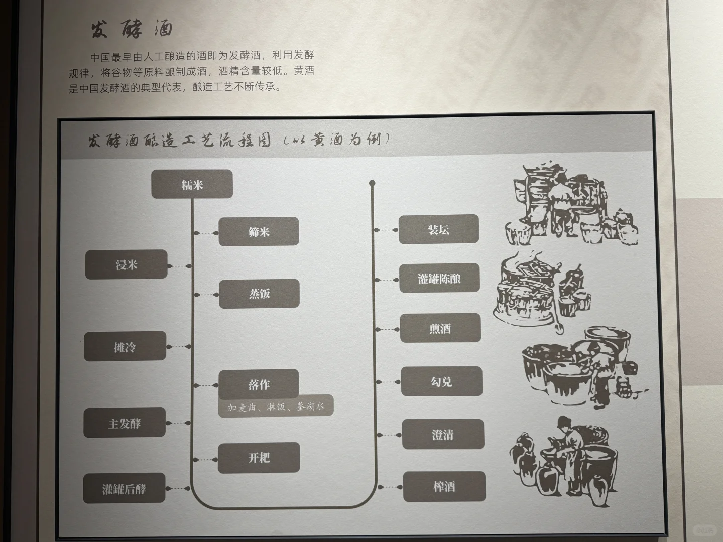 原来黄酒是这样酿出来的