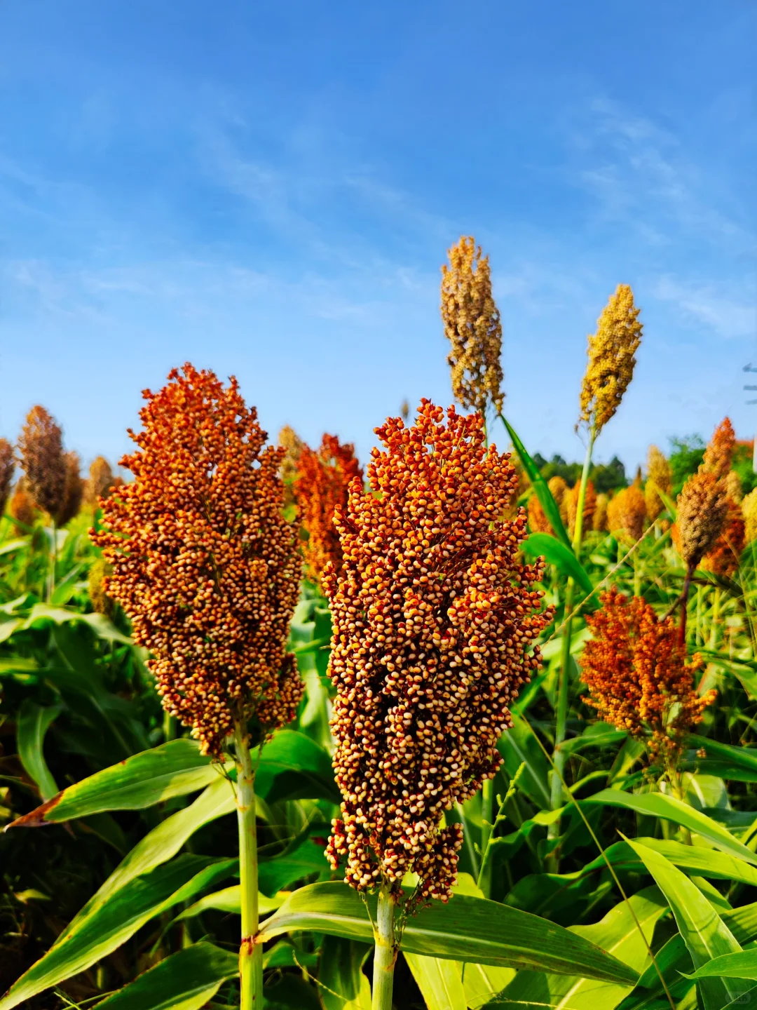 高粱红了，麦子熟了