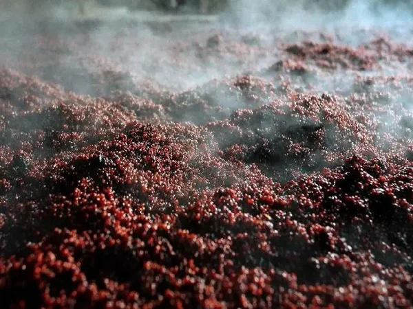 酱香型白酒的温度密码