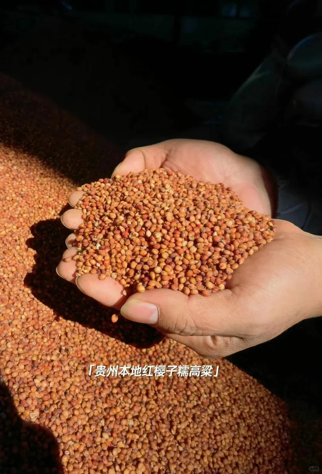 酱酒之魂——红缨子糯高粱