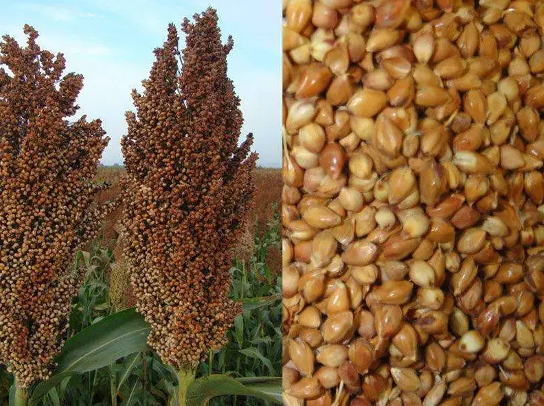 醇厚甘甜，清爽甘润【北茶纯粮白酒】