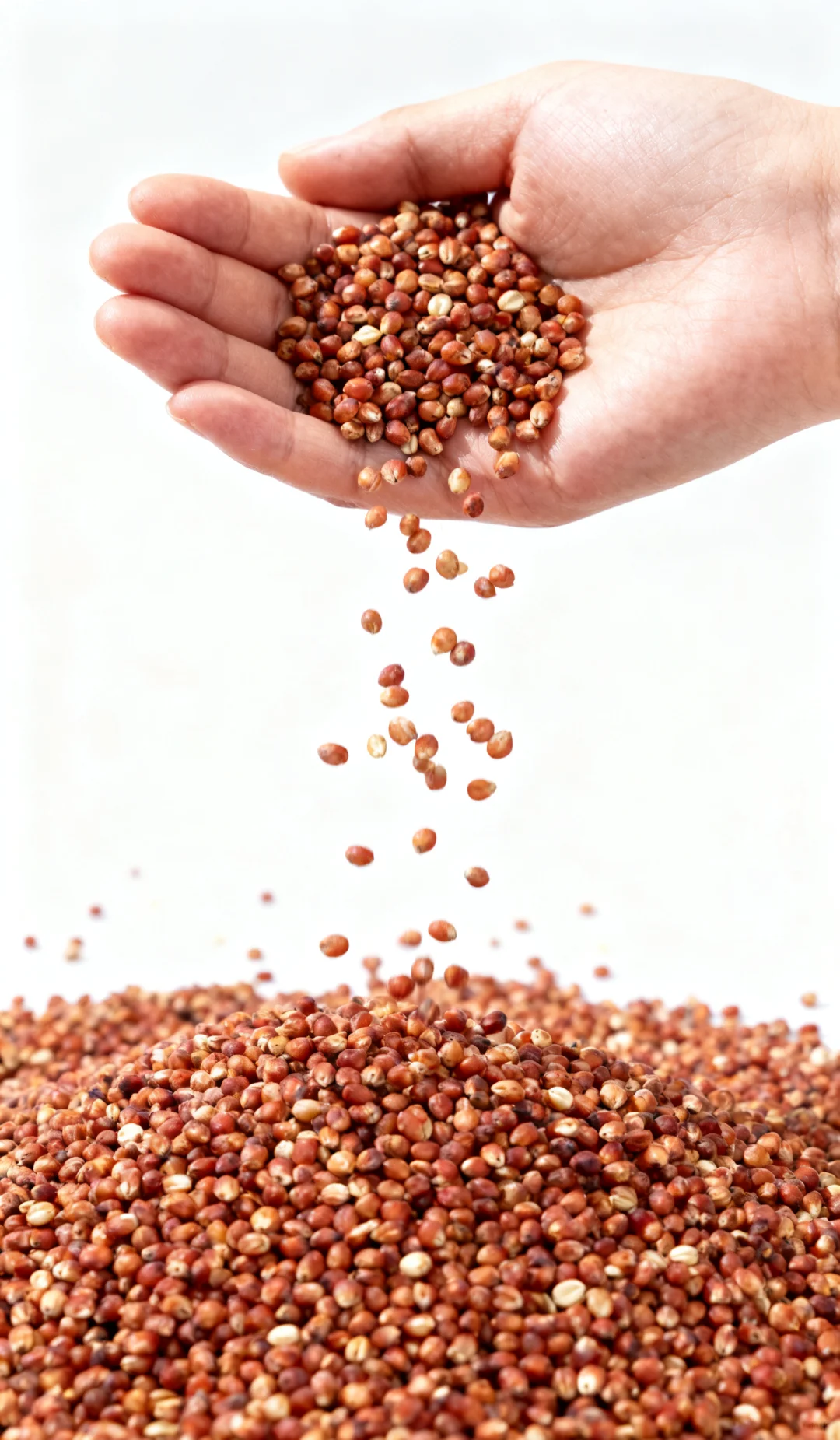 大地赤焰：一粒高粱里的风骨与柔情