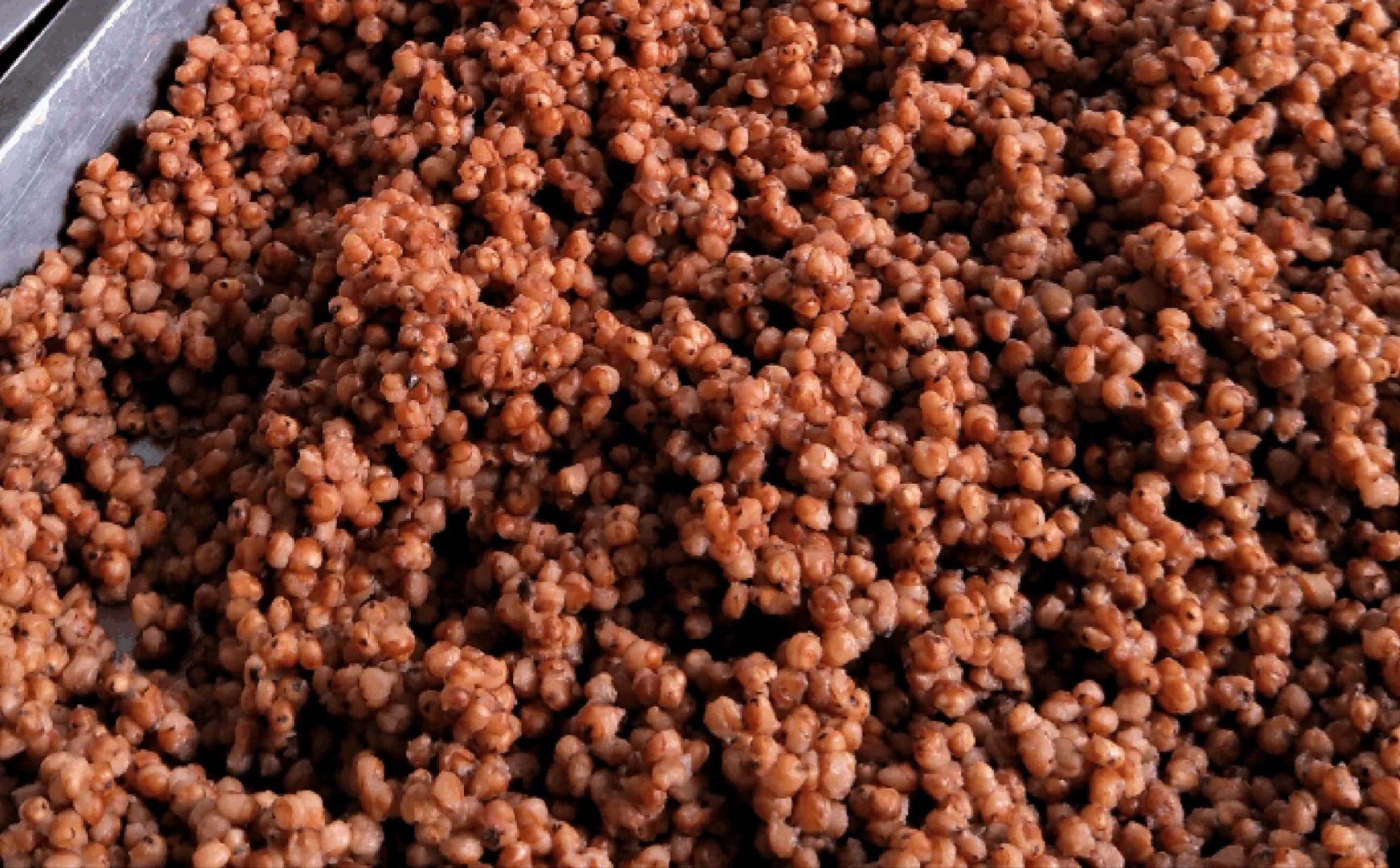 酿酒业的宠儿---红高粱