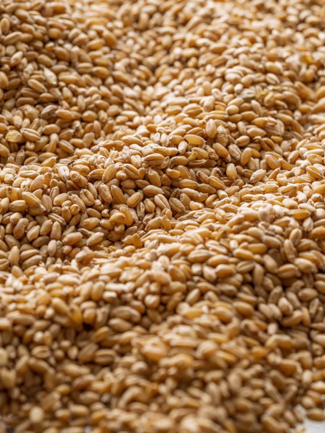 酱香型白酒的“灵魂”——大曲！