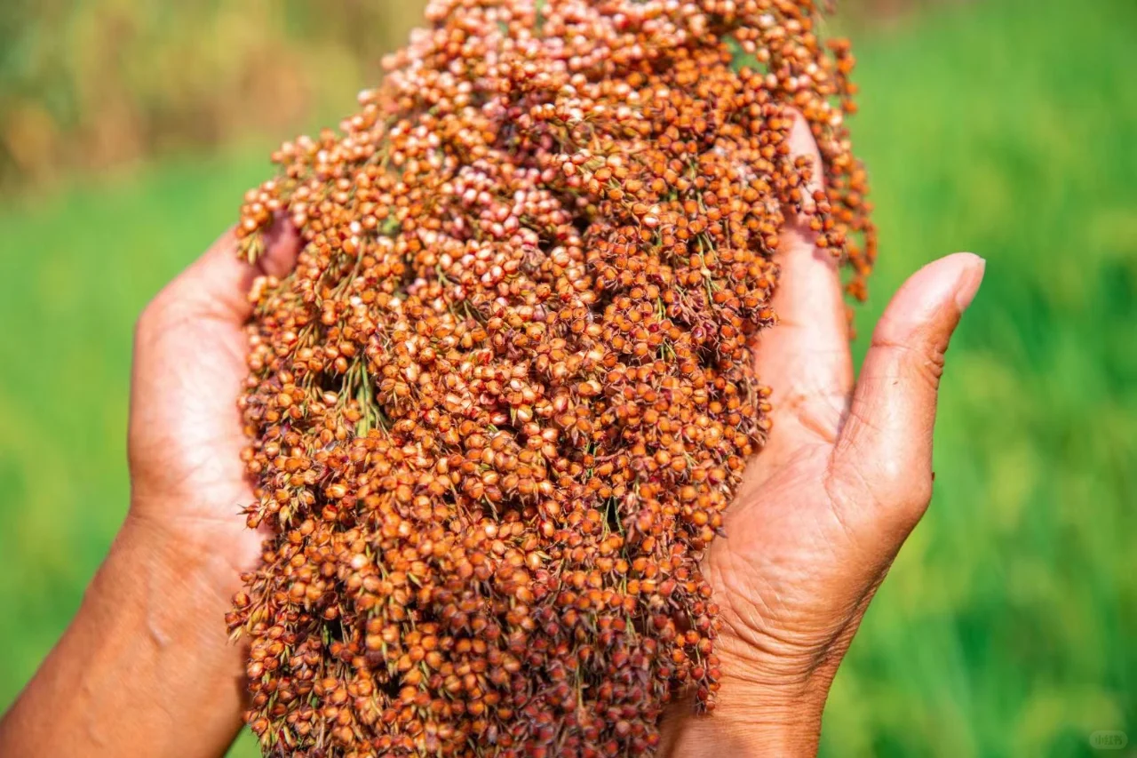 酱酒中的坤沙酒是什么？