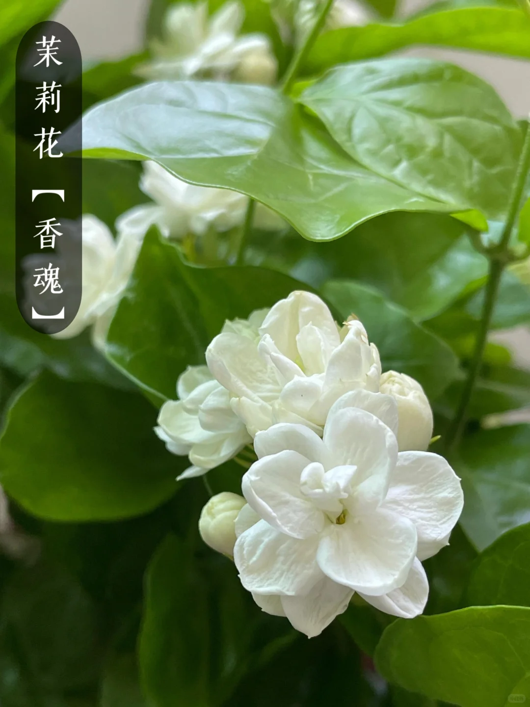 花香科普|大自然的香水花都有哪些?